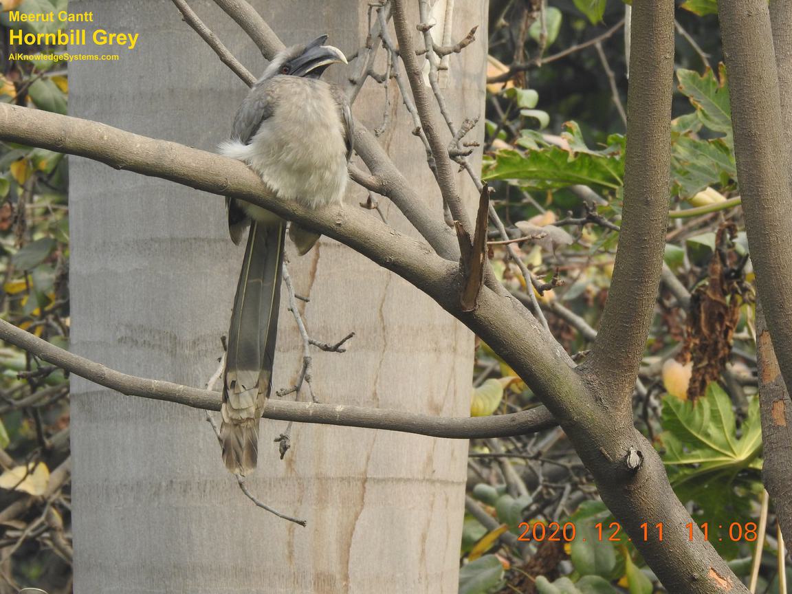 Hornbill Grey (108) Coming Soon